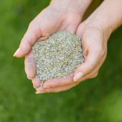 Westland Safe Lawn Natural Lawn Feed - 150m² 12 Westland Safe Lawn Natural Lawn Feed - 150m² -Garden Outdoor Equipment Store 12814336 1595061828066483