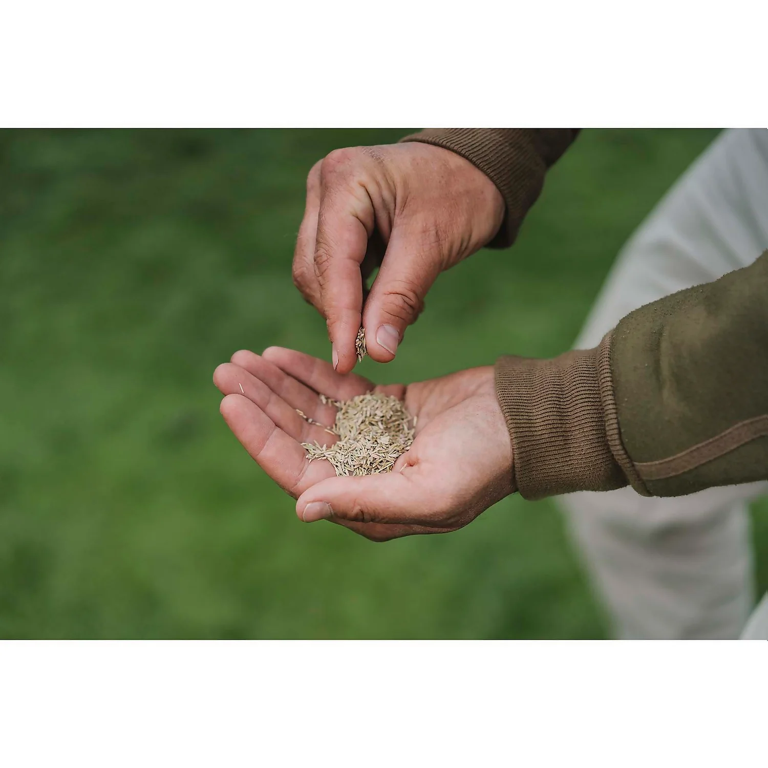 Gro-Sure Multi Purpose Lawn Seed - 13m² 4 Gro-Sure Multi Purpose Lawn Seed - 13m² - Image 2