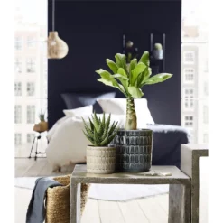 Scheurich Elna Yellow Ceramic Pot - 16cm -Garden Outdoor Equipment Store 12912158 1254845868136031