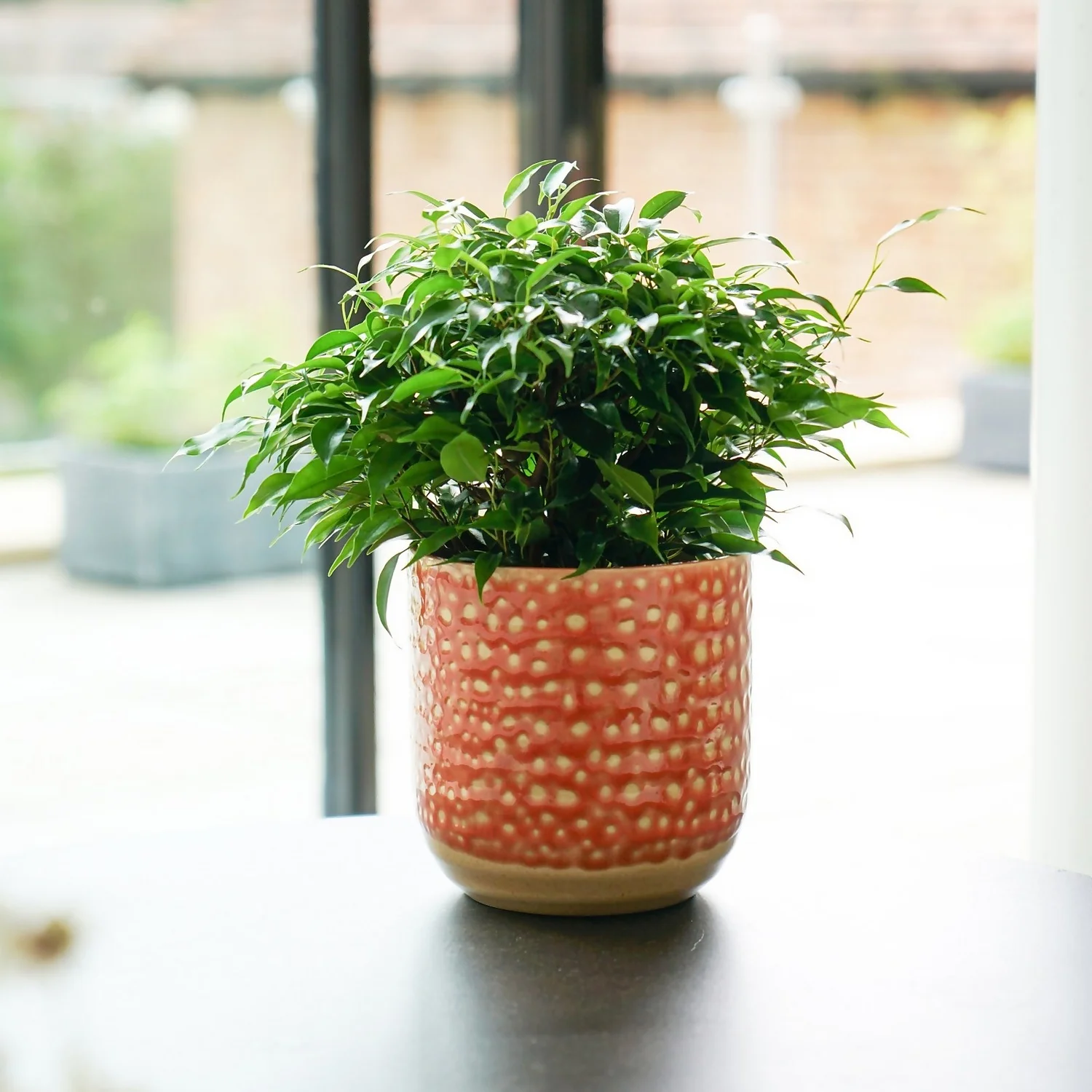 House Beautiful Titian Glaze Planter 16cm 4 House Beautiful Titian Glaze Planter 16cm - Image 2