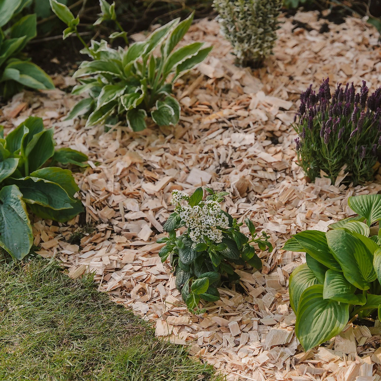 Westland Rustic Wood Chips - 60L 5 Westland Rustic Wood Chips - 60L - Image 3