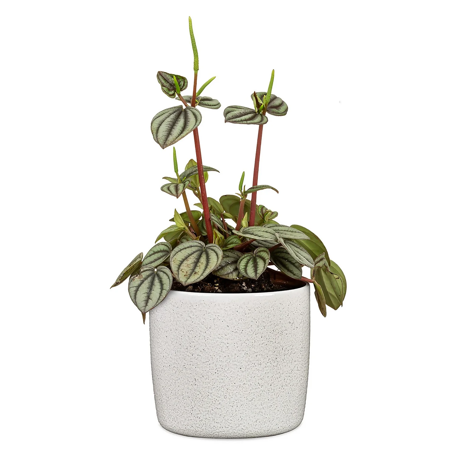 Perla White Plant Pot - 18cm 4 Perla White Plant Pot - 18cm - Image 2