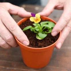 Coco & Coir Coco Grow+ Seed & Cutting Compost + 20% Perlite - 15L -Garden Outdoor Equipment Store 13487127 4074919980845315