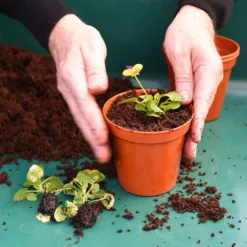 Coco & Coir Coco Boost All Purpose Compost With Added Nutrients - 15L 8 Coco & Coir Coco Boost All Purpose Compost With Added Nutrients - 15L -Garden Outdoor Equipment Store 13487131 4394919981240271