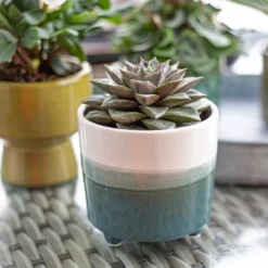 Two Tone Ombre Indoor Plant Pot - 12cm -Garden Outdoor Equipment Store 14197407 1005024191386699